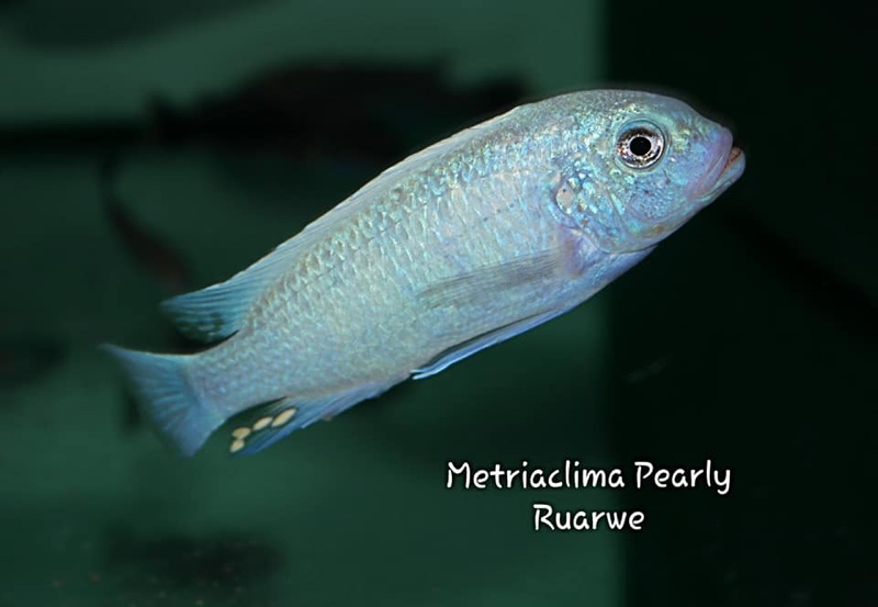 Maylandia callainos 'Ruarwe'